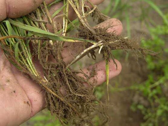 Racine d'herbe de blé pour le psoriasis